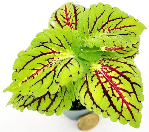 POWERS TO FLOWERS - COLEUS FOGLIA VERDE CON VENATURE ROSSE, MICRO IDEALE PER TERRARIUM, pianta vera