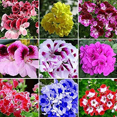 Graines de géranium en pot pour balcon Saisons de plantation Pelargonium Couleur mixte Paquet de 100 graines