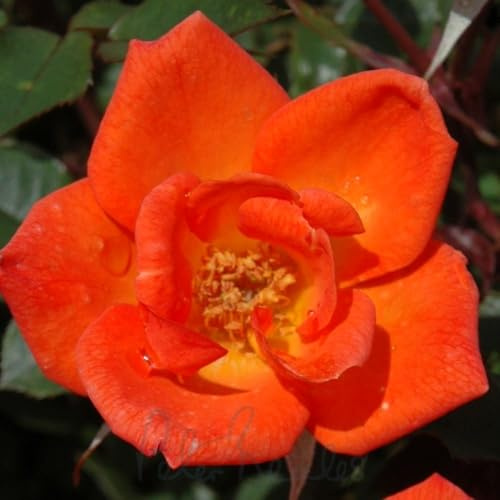 Peter Beales Roses UK Warm Welcome Rosa, Orange Vermillion, Semi-Double, Patio Climber, 270cm x 180cm