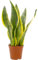 Sanseveria Laurenti, vaso 12cm - pianta sanseveria - lingua della suocera