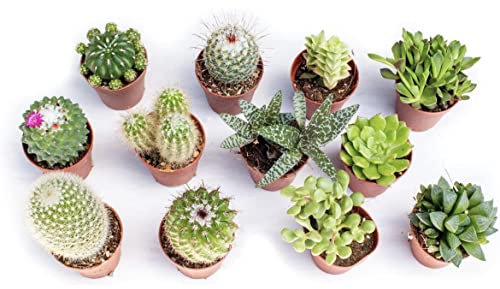 Made in Italy Piante Grasse Mix Succulenti e Cactacee|Vaso Diametro 5.5cm|Piante Grasse Vere|Set di Produzione| Piantine Da Interno, Ufficio, Bomboniere, Scrivania|12 Piante Vere da Interni