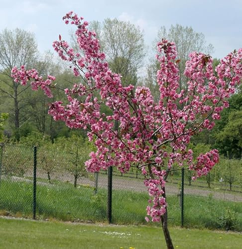 Hochstamm Zierapfel Royal Raindrops 40-60cm - Malus Hybride - lebende Gartenpflanze aus den Baumschulen