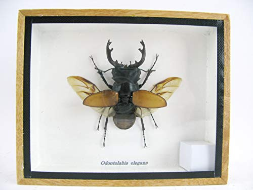 asiahouse24 Odontolabis elegans offen - echtes riesiges und exotisches Insekt im 3D Schaukasten, Bilderrahmen aus Holz - gerahmt - Taxidermy