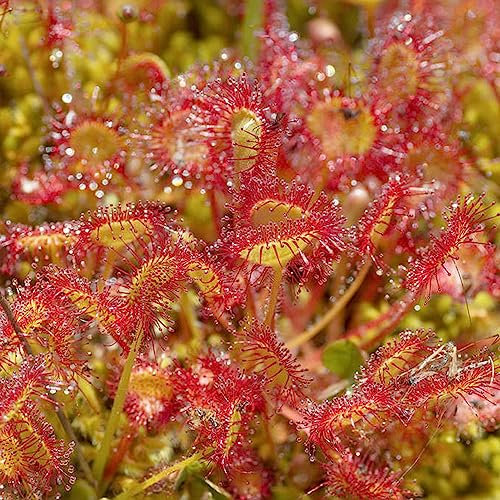 100 Pcs Fleischfressende Pflanzen - Drosera Peltata Sukkulenten Echte Pflanzen Winterhart Drosera Stolonifera Mini Gewächshaus Zimmerpflanzen Echt Steingartenpflanzen Winterhart Zimmerpflanzen
