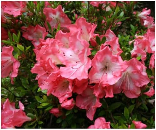 GrowOn Shrubs [x2] Dwarf Japanese Azalea Japonica 'Frosted Orange' | Multi-Pack | Evergreen Shrubs | Outdoor Garden Ready Plants | Spring and Summer Flowering | Bio-Coloured, Orange, White Flowers