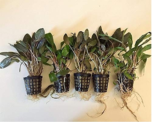 10 Töpfe Cryptocoryne Wasserkelche Aquarienpflanzen wasserpflanzen