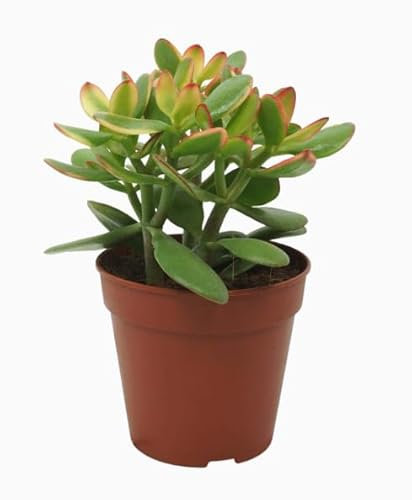 Jade Plant - Crassula ovata Sunset (Green/red) Sunset Plant in 10 cm Pot