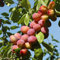 Saterkali Semi di nettarina, 5 pezzi/borsa Semi di nettarina Produttivi non OGM Piantine di alberi da frutto ben adattate per l'abbellimento Seme