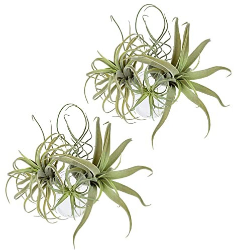 Reinscer 8Pack KüNstliche Ananas Gras Luft Pflanzen GefäLschte Blumen Faux Flocking Tillandsia Bromelien Hausgarten