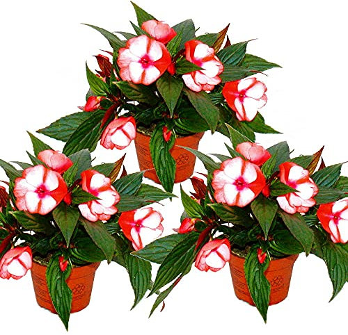 Exotenherz - Edel-Lieschen - Impatiens Neu-Guinea - 12cm Topf - Set mit 3 Pflanzen - Rot-Weiß