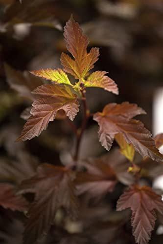 Blasenspiere 'Diable d'Or' 60-80 cm Topf Physocarpus opulifolius winterhart | Physocarpus opulifolius, purpurrotes Laub, weiße Blüten Mai bis Juni, sonnig bis halbschattig, Hecke und Kübel