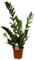 Trendyplants - Zamioculcas - Plante d'intérieur - Hauteur 65-85 cm - Taille du pot Ø17cm