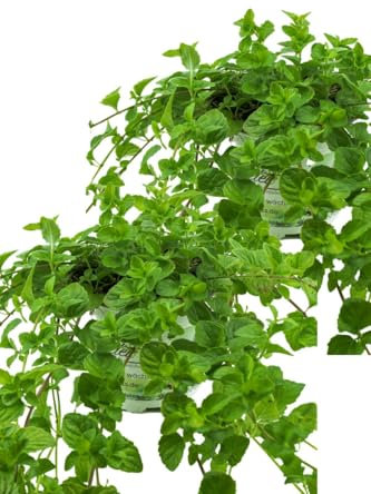 2er Set Indische Hängeminze,Yerba Buena - Satureja douglasii,frische Minze