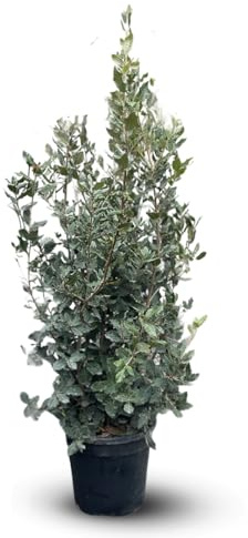 Attitude jardin - Chêne Vert - Quercus Ilex - 110-120 cm - ⌀ 24 cm - plante d'extérieur