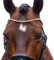 MagicTack Stirnriemen für Pferde Größe Warmblut Trense Gold, Silber (43cm)