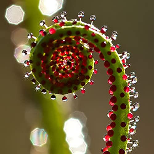 Haloppe 50 Pz Drosophyllum Lusitanicum Piante Semi per Giardino Domestico Piantare, Piante Carnivore Verdi Semi per Esterni Seme