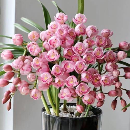 200 pz orchidee piante vere semi rari, orchidea, piante da esterno, piante esotiche resistenti Cymbidium giardino di fiori resistenti piante da giardino, piante perenni resistenti