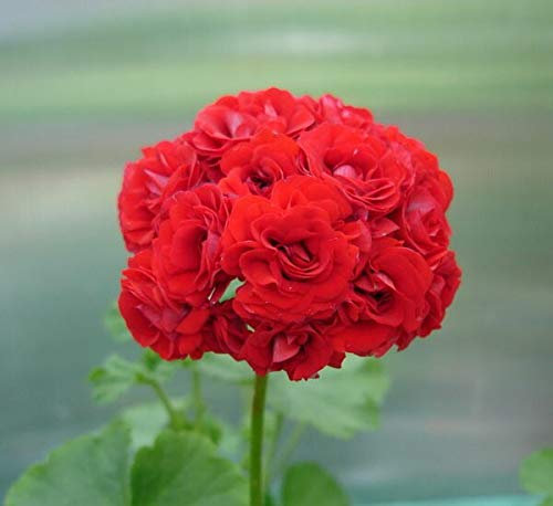 Semi di fiori freschi Sump 20 Pz Geranio Fiore di melo per la semina Red