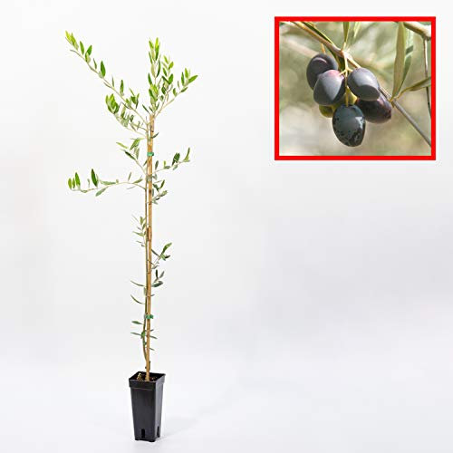 Olivo PICUAL - plantón 1 metro - Ideal para elaborar AOVE - PLANTA VIVA … (4)