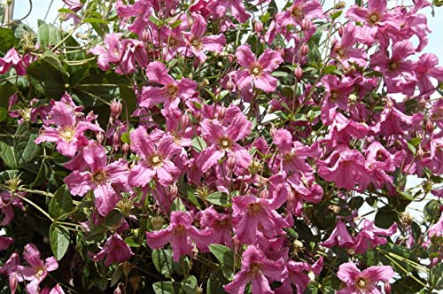 Clematis integrifolia 'Aljonushka' 60-100 cm - Clematis, rosa Blüten, Blütezeit Juni-September, ideal für Rankgerüste, pflegeleicht und winterhart