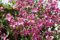 Clematis integrifolia 'Aljonushka' 60-100 cm - Clematis, rosa Blüten, Blütezeit Juni-September, ideal für Rankgerüste, pflegeleicht und winterhart