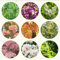 360 pezzi set di semi di albero vaso bonsai semi di albero set di semi di albero piccolo per le donne fiori da giardino vaso da fiori alberi da giardino piante resistenti per la