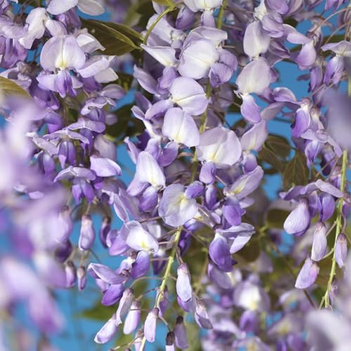 Blauregen Wisteria floribunda Prolific – Kletterpflanze – Blüte Blau – Duftend – Schnellwachsend – 11cm Höhe 40cm – Für Pergolen & Zäune