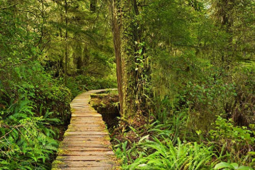 Papier Peint Photo INTISSÉ-JUNGLE-250x186 cm-(2732AE)-Nature Arbres Paysage Arbre Forêt Tropicale Cascade Colle Inclus Mural Décor Motif Poster Géant Stickers Muraux Optique Moderne Fond Effet XXL