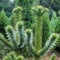 100 pcs Araucaria Araucana Samen, baumsamen kübelpflanzen gärtnern Araucaria Baum, Araucaria Araucana baumsamen bäume garten winterhart, samen alte sorten winterharte pflanzen für
