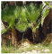 Chamaerops humilis - Zwergpalme - 3 Samen