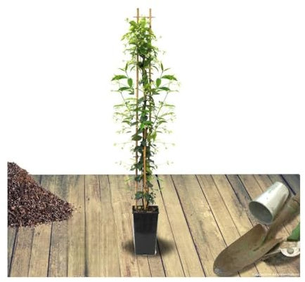 Jasmin étoilé Winter Ruby® 'Trared'