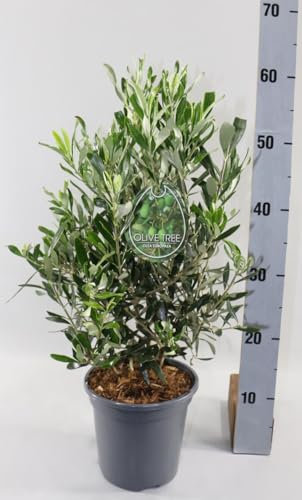 Echter Olivenbaum Wildform 50-60 cm – Mediterranes Olivenbäumchen im Topf Ø 17 cm – Olea europaea für Balkon, Terrasse & Garten – Zierpflanze winterhart, immergrün, pflegeleicht