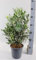 Echter Olivenbaum Wildform 50-60 cm – Mediterranes Olivenbäumchen im Topf Ø 17 cm – Olea europaea für Balkon, Terrasse & Garten – Zierpflanze winterhart, immergrün, pflegeleicht