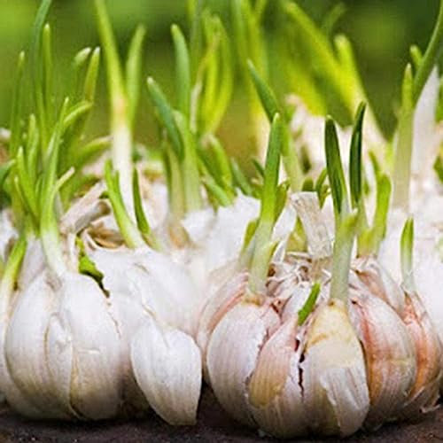 lamphle 50 Unids Gigantes Semillas de Ajo Hogar Jardín Granja Plantación Vegetal Nutritivo Planta Flor Árbol Frutal Semillas Vegetales Semillas de ajo