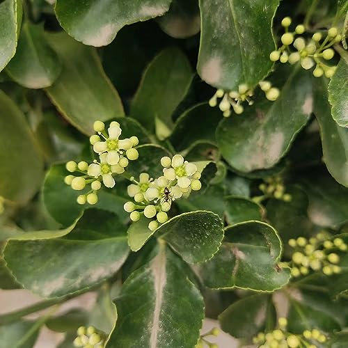 100 Pcs Stechpalme Samen, Kräuter Samen, Bonsai Samen (Ilex Aquifolium) Bio Saatgut, Winterharte Sträucher Wildkräuter Samen, Stauden Winterhart Mehrjährig Heilkräuter Samen, Garten