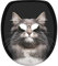 Sanilo Toilet Seat, Great Range of Colorful Toilet Seats, Stable Hinges, Easy to Mount (Cool Cat)