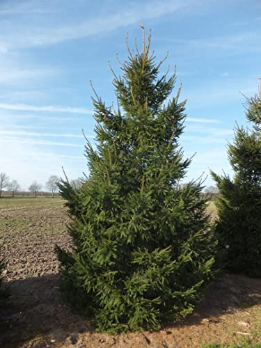 Abete rosso Picea abies Peccio Albero di Natale in vaso ø18 cm h. 40/50 cm Vivaio di Castelletto