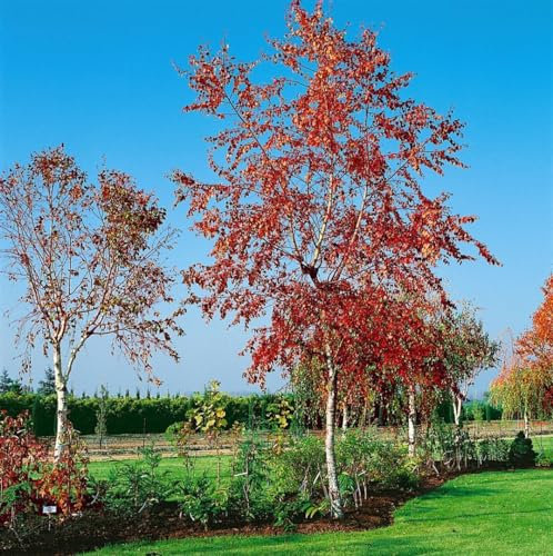 Betula pendula 'Royal Frost' 30-40 cm - Hängebirke, auffällige rote Blätter, ideal für Gärten, pflegeleicht, winterhart