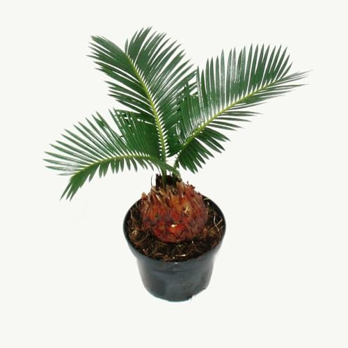 Exotenherz - Cycas revoluta - Japanischer Palmfarn mit Knolle - 9cm Topf