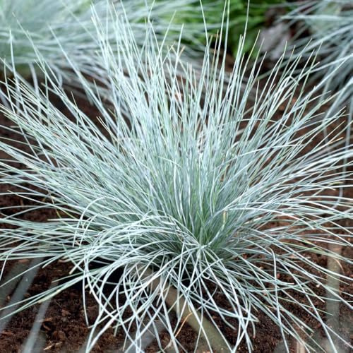 YouGarden Blue Festuca Grass, Ornamental Grass in 9cm Pot, Striking Blue Foliage, Hardy Perennial, Low Maintenance, Drought Tolerant, Great for Borders and Pots