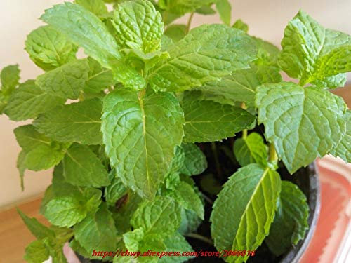 Shopmeeko 400 stücke minze minze essbare katzenminze pflanze blume bonsais gemüse bonsai kraut bonsais für hausgarten