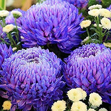 Vistaric 100 Teile/paket Aster Samen Aster Blume Bonsai Blumensamen Regenbogen Chrysantheme Samen Mehrjährige Blumen Hausgarten-anlagen Chrysantheme samen