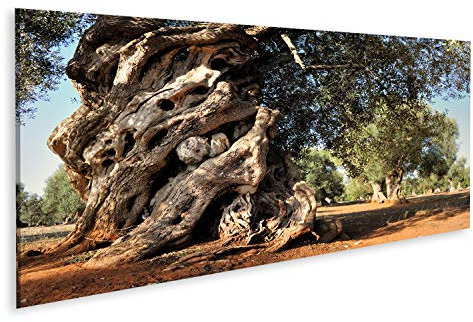 islandburner Bild auf Leinwand Alter Olivenbaum im Garten Wandbild Leinwandbild Kunstdruck Poster 120x40cm - Panorama