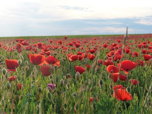 Klatschmohn Samen lat. Papaver für 16m2 roter Mohnsamen als Mohnwiese, Mohn säen (600 Samen)
