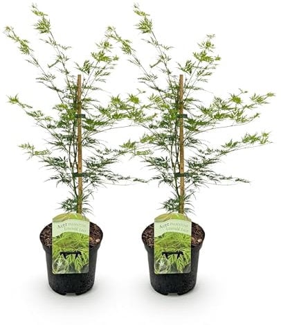 GreenboutiQ - Plante de terrasse - Érable japonais - Acer palmatum Emerald Lace - Vert - 1 Plante - Feuillage caduc - Pot 19cm Hauteur 70cm
