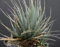 5 Samen von Agave utahensis Eborispina Hardy Agave Exotic