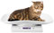 Pssopp Babywaage Small Pet Weight Scale Futtergewicht Mini Waage für Puppy Cat Dog Measure Tool 10 kg / 1 g Digital Pet Scale Digitale PersonenwaagenPersonenwaagen