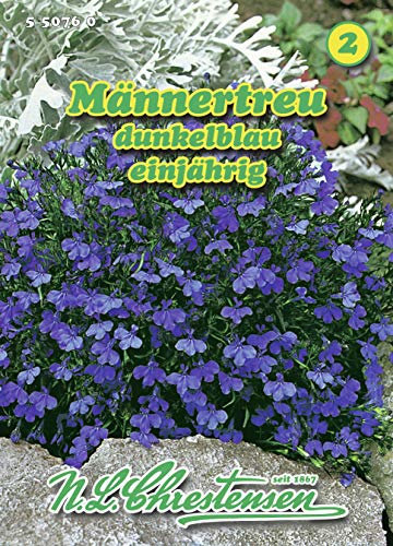 Lobelia erinus, Männertreu dunkelblau mit weißem N.L.Chrestensen Samen 550779-B