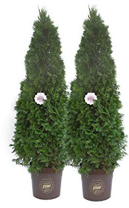 Thuja occidentalis 'Smaragd' (Emeraude), Pianta vera in vaso Vannucci Piante, Pianta da terrazzo (cod. 8) (2x)