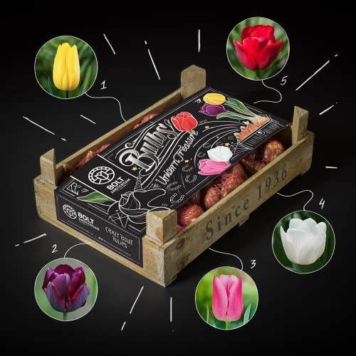 300x Tulpenzwiebeln UNICORN TREASURE Kistchen – 5 Farben Tulpen – Neue Ernte – Hohe Qualität aus eigener Gärtnerei – Biologisch abbaubares Netz – BOLT Amsterdam (3 Pack)
